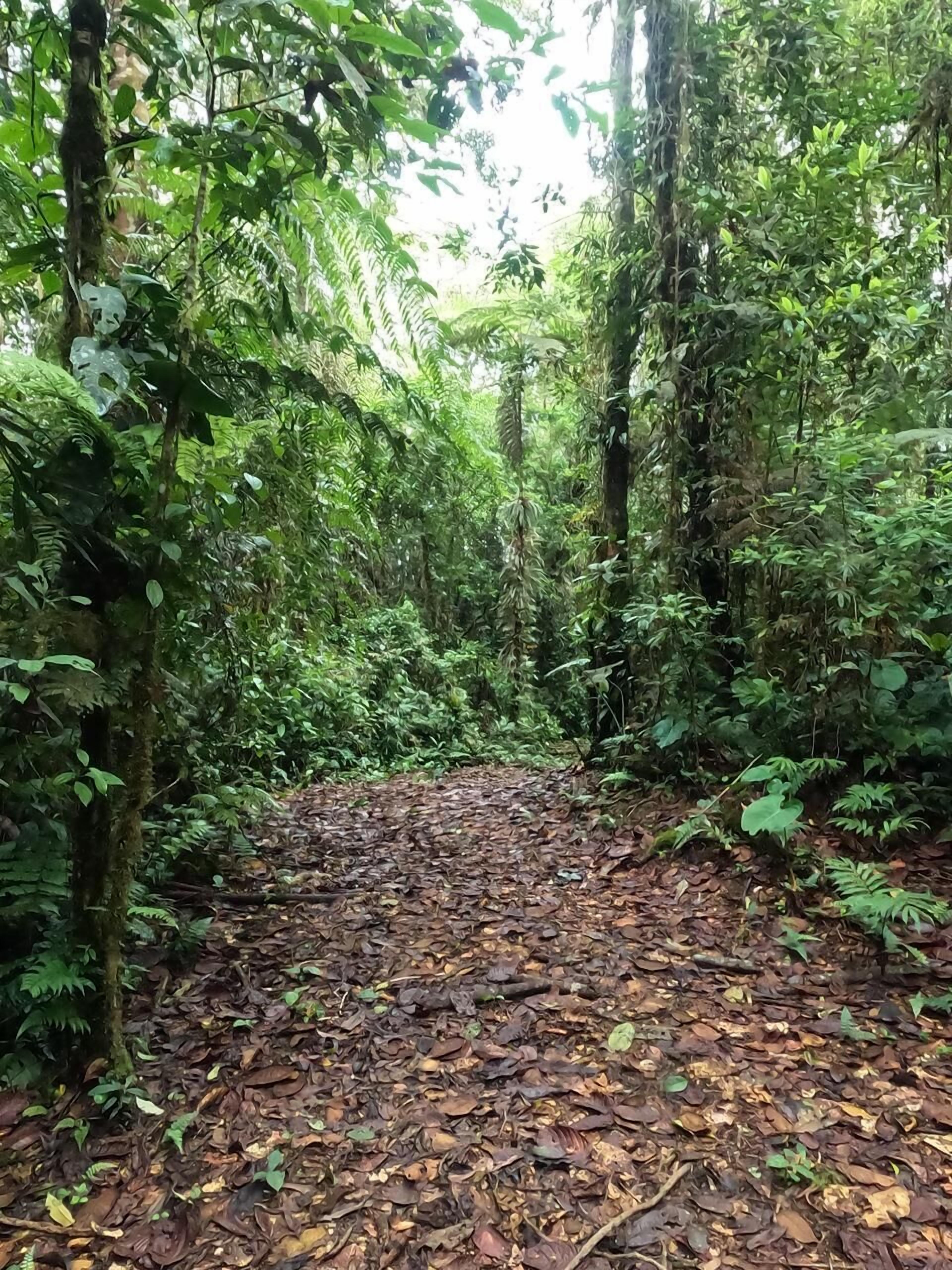 Un sendero en el bosque con follaje denso y el suelo cubierto de hojas secas.