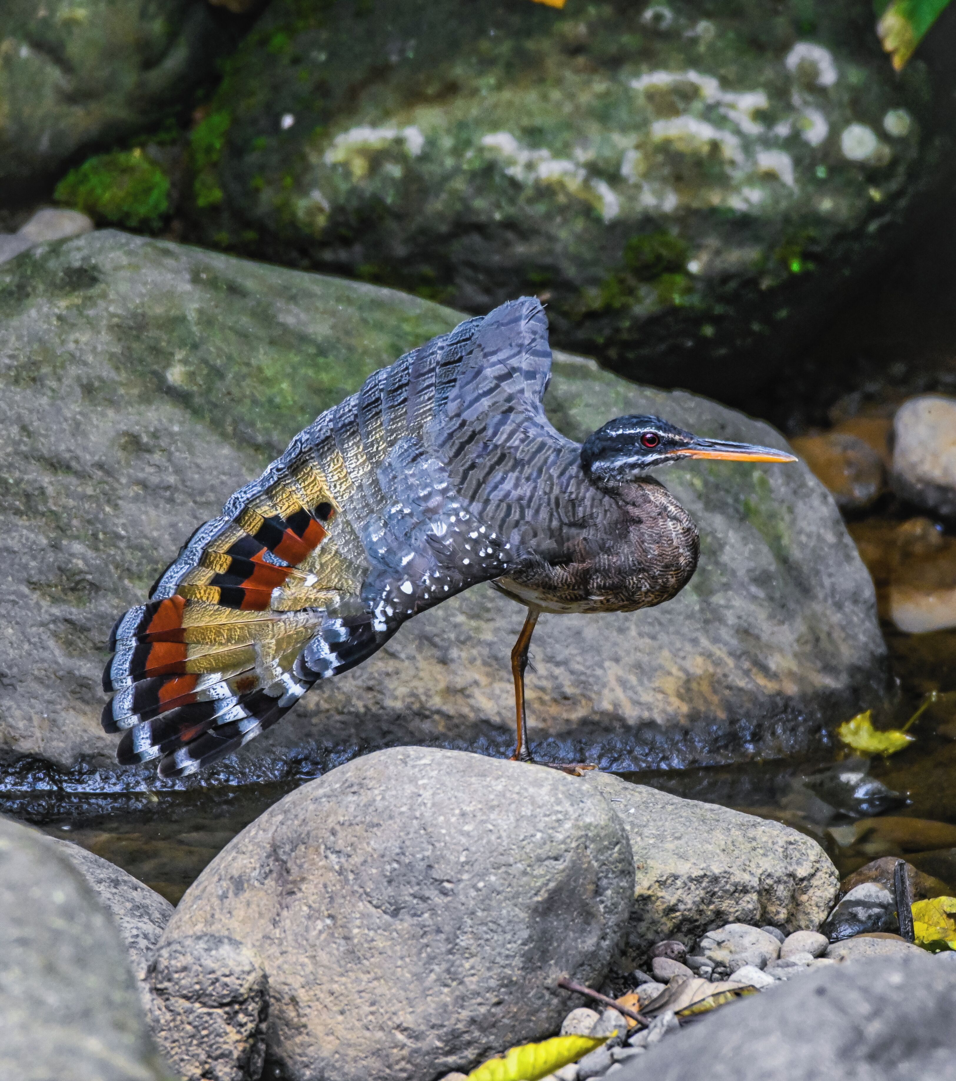 Un ave con un pico largo y plumas con diseños posada sobre rocas cerca del agua.