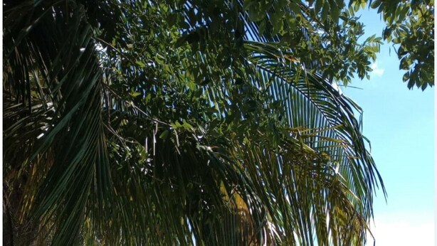 Una spiaggia con palme e vista sull'oceano.