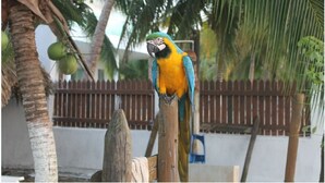Un pappagallo appollaiato su un palo di legno, con una recinzione e palme sullo sfondo.