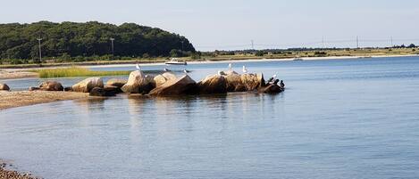 Gandules de platja i tovalloles de platja