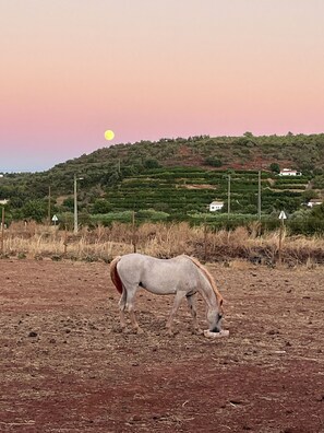 Un cheval broute dans un champ, avec un coucher de soleil en arrière-plan.