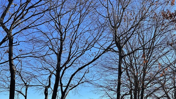A deck with a view of a lake and beach, surrounded by trees. - Condo in world class Leelanau Peninsula, Suttons Bay Beach Condo (Suttons Bay)