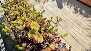 Una terraza de madera con una planta suculenta en maceta en primer plano y una zona de estar con cojines y una mesa al fondo.