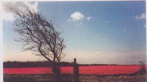 A rural landscape with a tree and a field of red flowers.