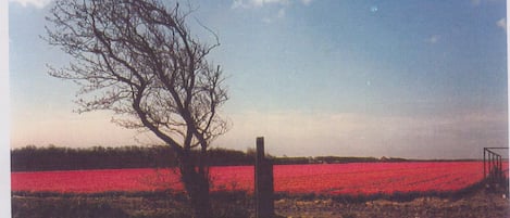 Paisaje rural con un árbol y un campo de flores rojas.