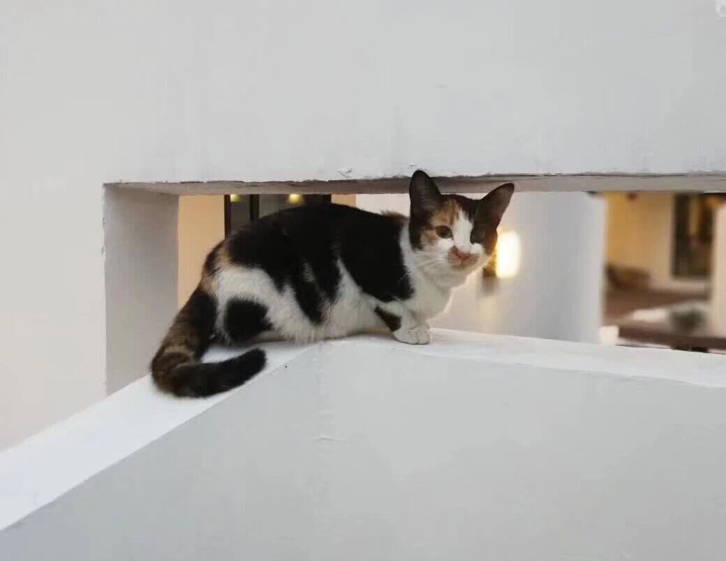 Photo - Dayin International Youth Hostel - Oriental Pearl & Lujiazui