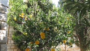 A small tree with yellow fruits, possibly lemons, in a courtyard with stone walls and a concrete floor.