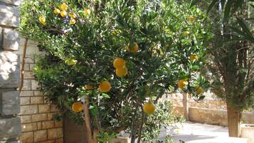 Área da propriedade