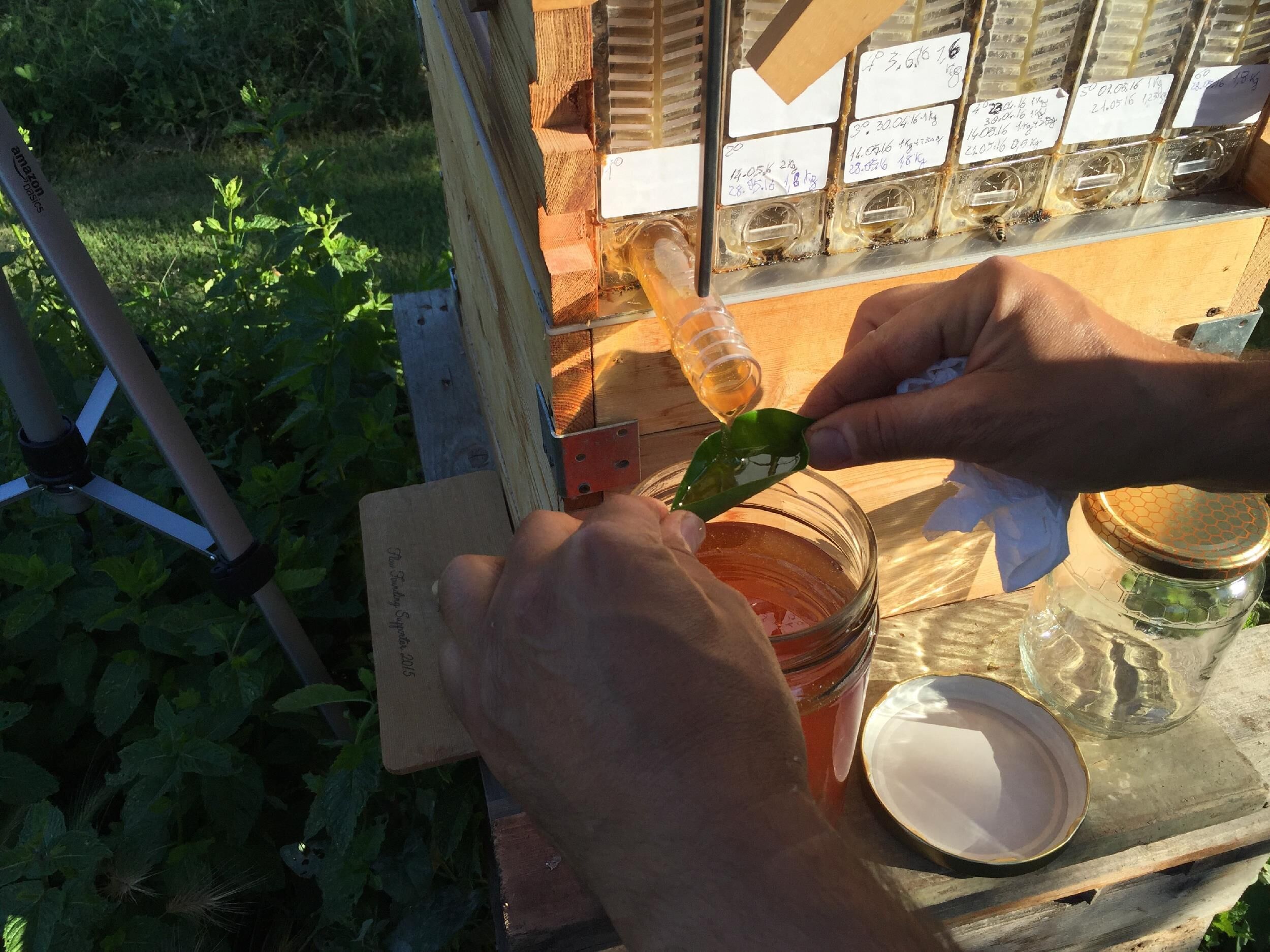 A person handling a beekeeping frame with honeycomb and a jar of honey.