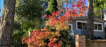 Sunflower - Cozy Cabin, Lake, Pet & Family Friendly