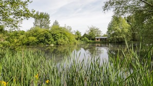 Un entorno tranquilo junto al lago, con abundante vegetación, un edificio pequeño y una superficie acuática en calma.
