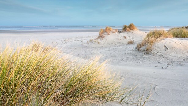 Een strand met duinen en schaarse begroeiing.