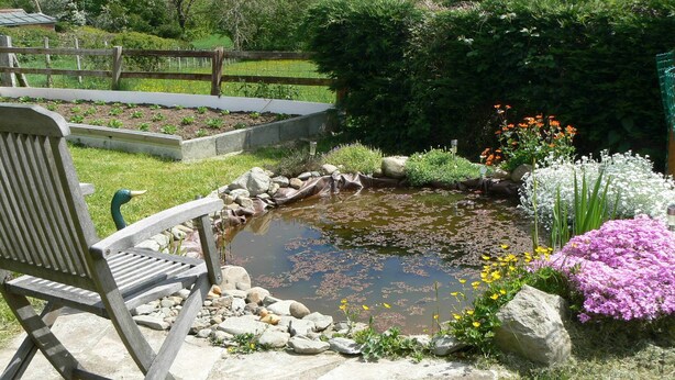 A garden with a pond, a wooden bench, and various plants.