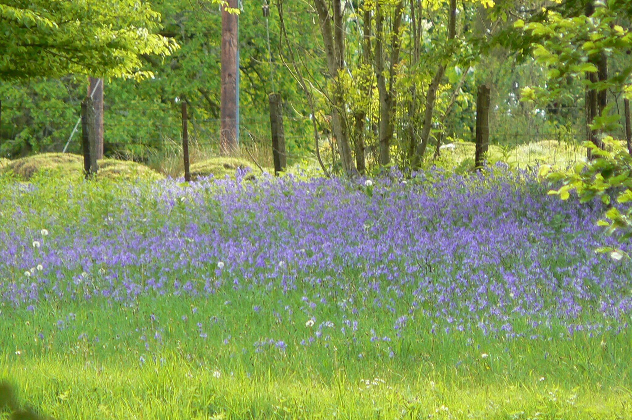 Un campo de flores moradas con árboles al fondo.