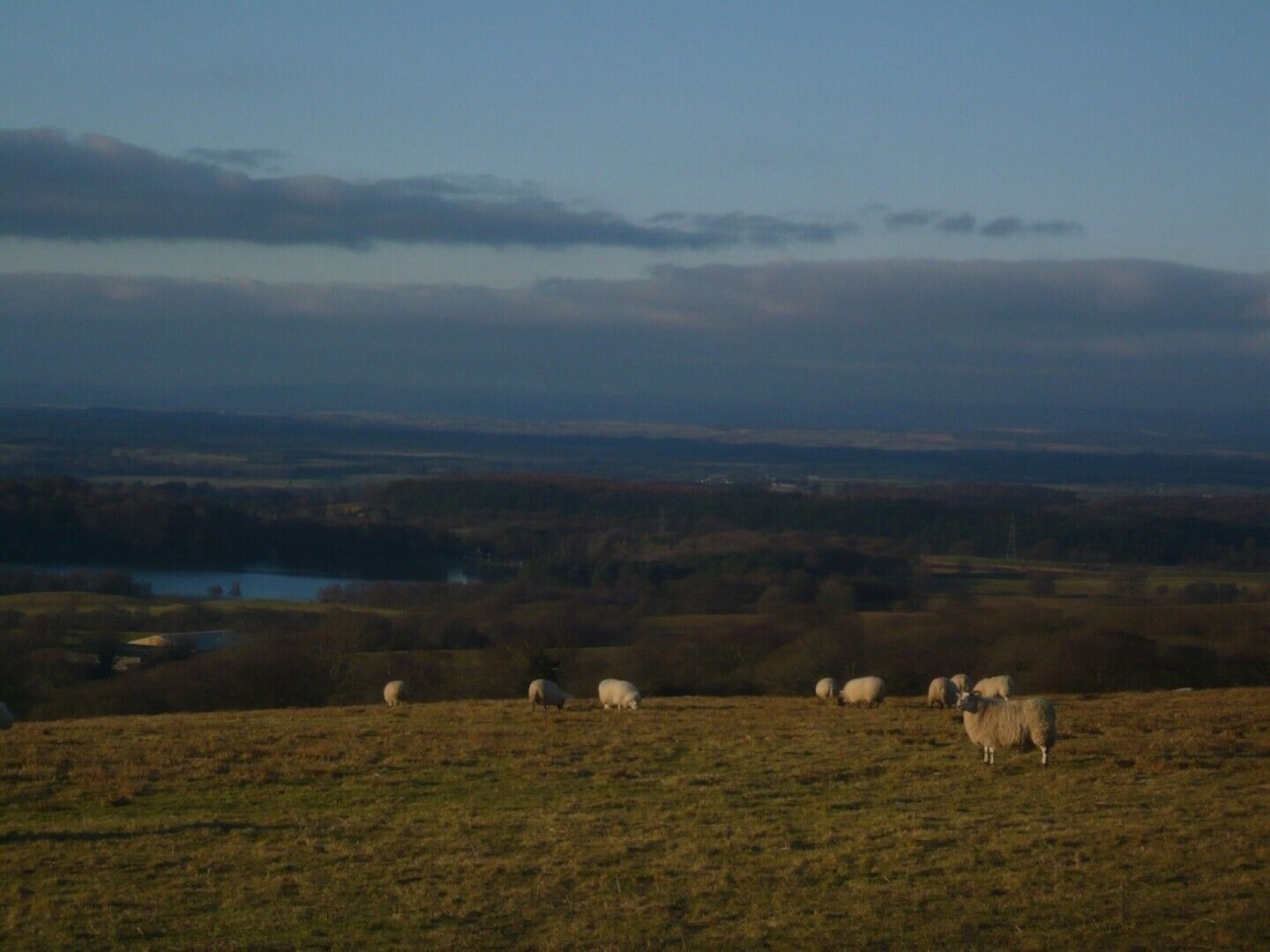 A wide-open field with sheep grazing, a distant body of water, and a cloudy sky.
