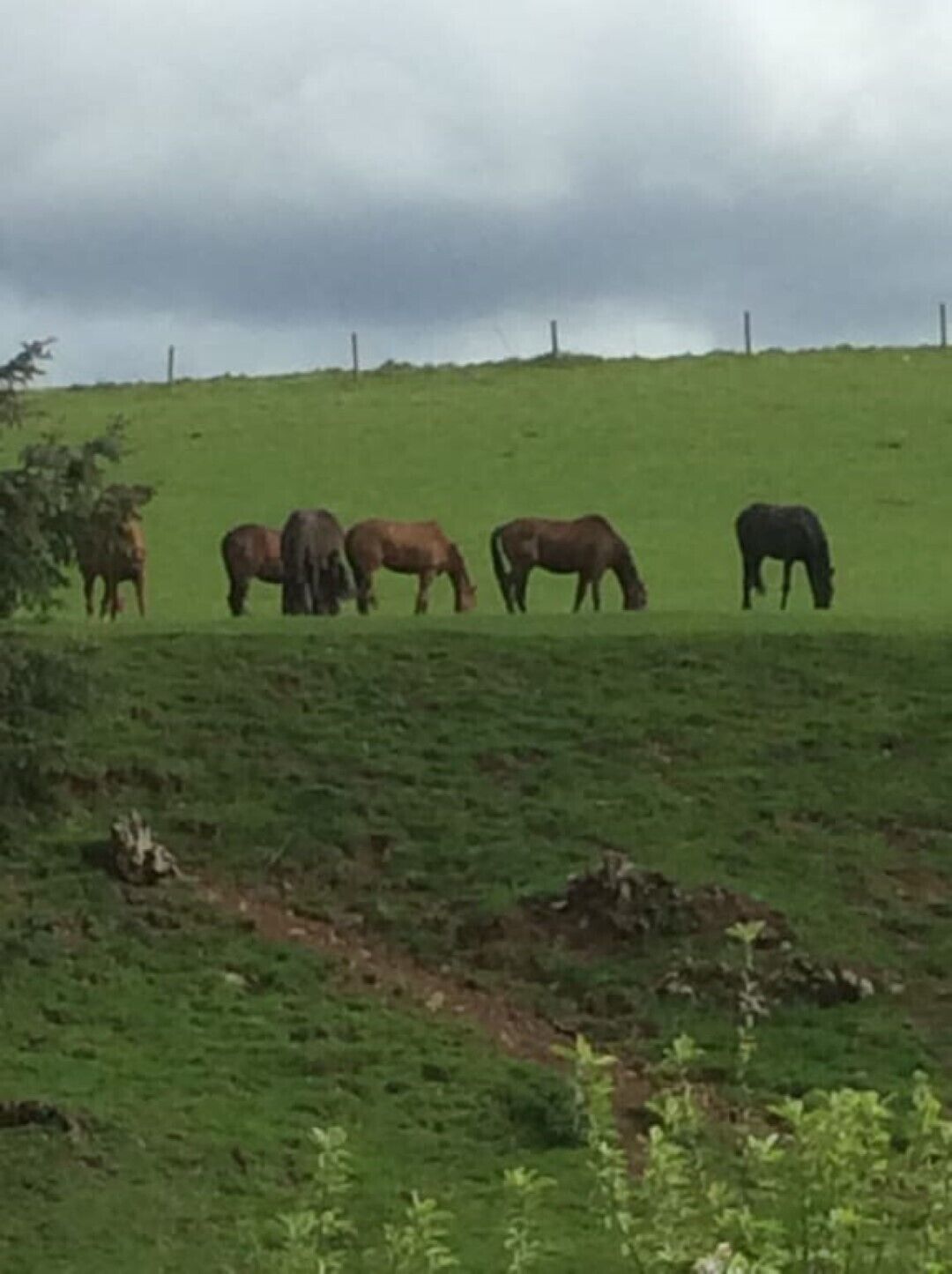 A grassy field with several horses grazing.