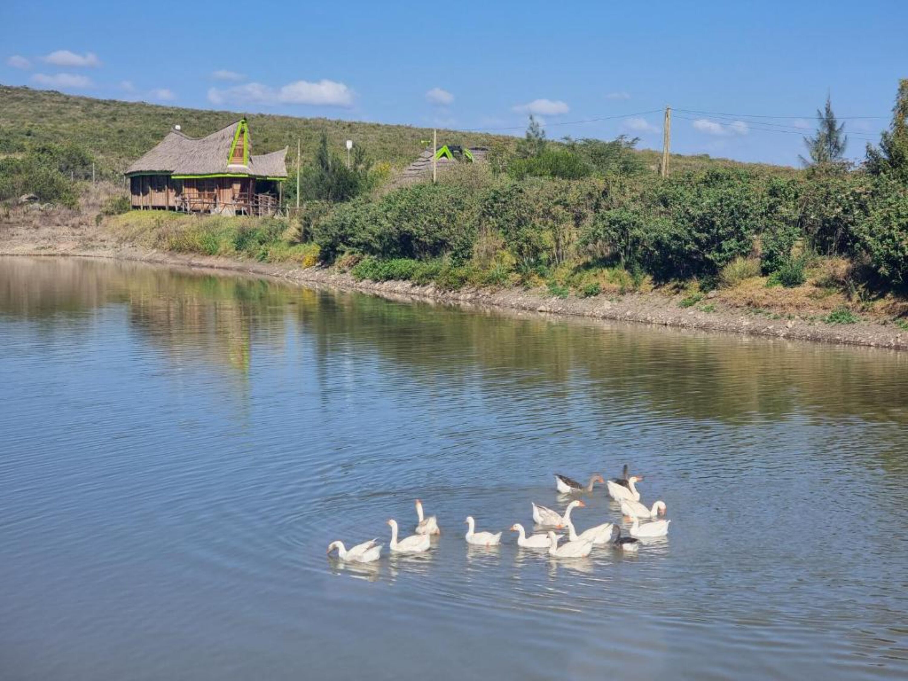 A calm lake with several white geese swimming. In the background, there is a wooden structure with a thatched roof, surrounded by greenery and trees.