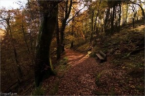 Ein Waldweg mit einer Bank.