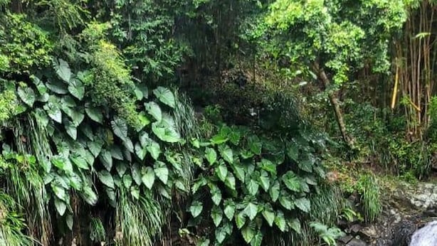 A wooden deck with a metal railing overlooking a waterfall and a pond surrounded by lush greenery. - Beautiful 1-bed Apartment in Saint George's (St. George's)