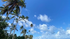 A beach with palm trees and clear blue skies. - Casa Brasileira - Hotel Galeria (Porto de Pedras)