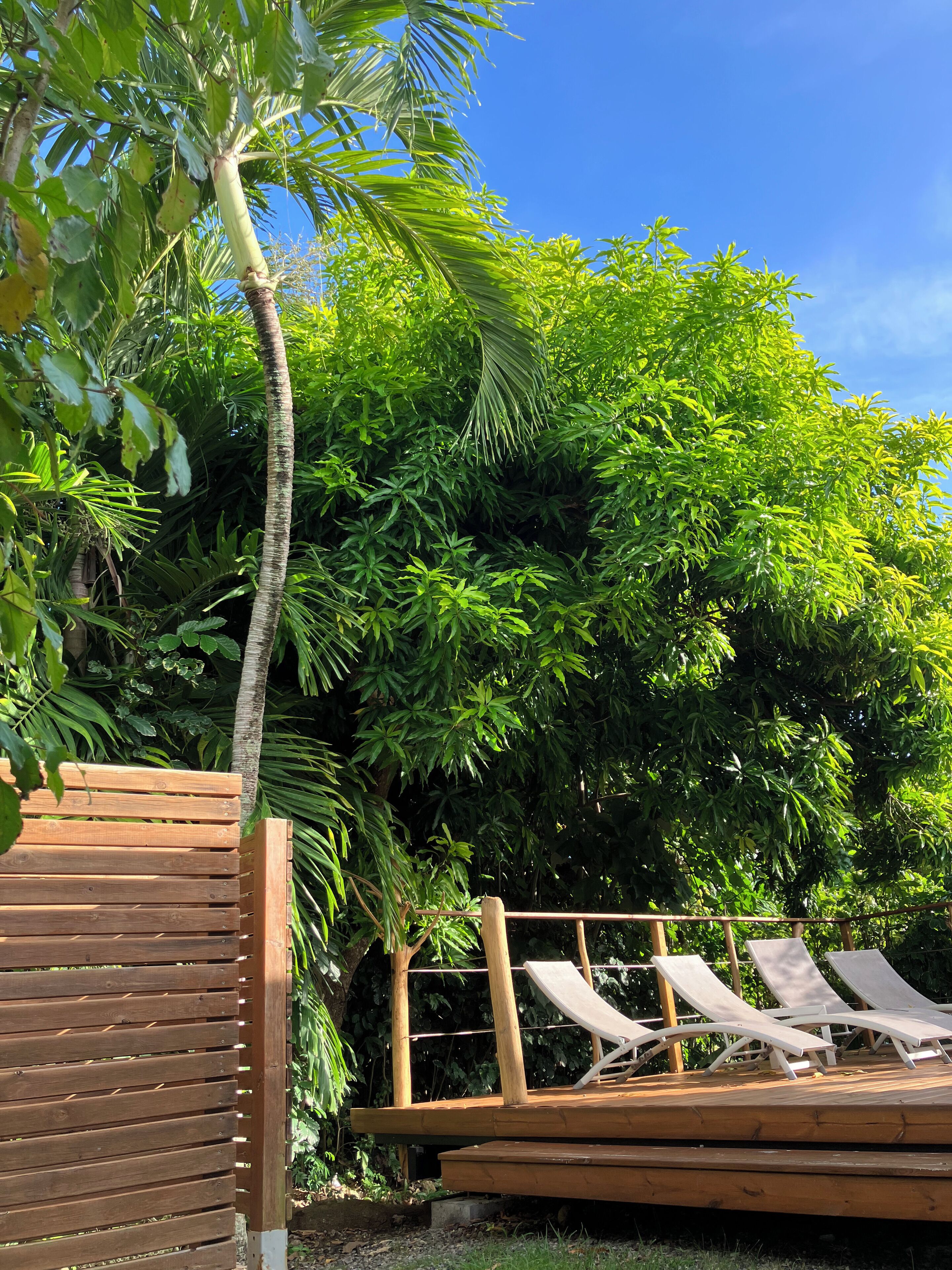 A wooden deck with lounge chairs, surrounded by lush greenery and a palm tree.