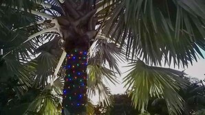 Eine Palme mit bunten Lichtern, die um den Stamm gewickelt sind.