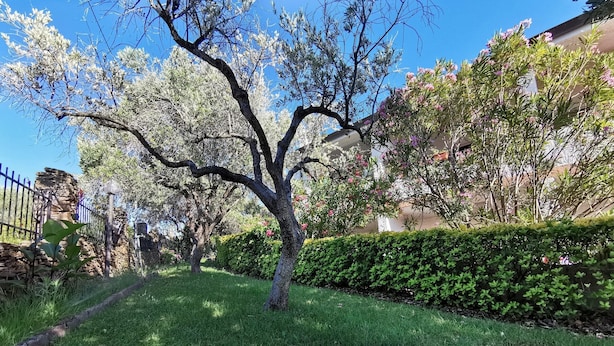 A tree-lined pathway with a hedge and a stone wall on one side. - La Casa Di Rita - B - Lu Nibbaru (Muriscuvò)