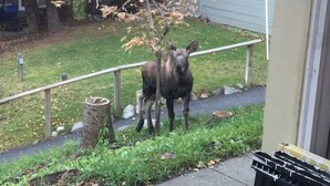 A moose standing on a grassy area near a building with a railing. - Inlet View House - Downtown Anchorage (Anchorage)