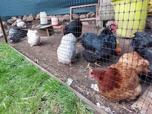 Un gallinero con cerca de alambre, zona de alimentación y bebedero.