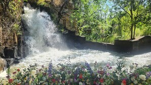 Ein Wasserfall stürzt über einen Felsen, umgeben von üppiger Vegetation und einer Vielzahl bunter Blumen.