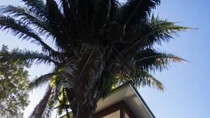 A multi-story building with balconies and a palm tree in front. - Modern Apartment in West End (West End)
