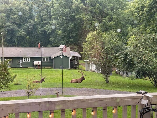 Property grounds - Apartment below main home - fully equipped, beautiful views, motorcycle friendly (Maggie Valley)