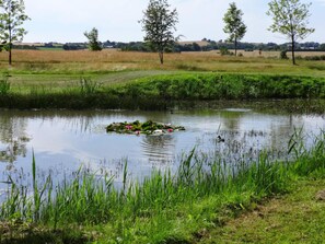 En stilla damm med näckrosblad och näckrosor, omgiven av frodig grönska och träd.