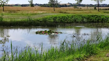 Ein ruhiger Teich mit Seerosenblättern und Teichrosen, umgeben von üppigem Grün und Bäumen.