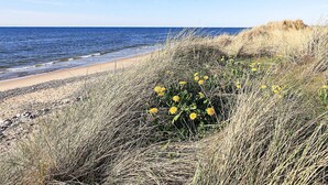 A beach with a clear sky, a sandy shore, and yellow flowers in the foreground. - 4 Star Holiday Home in Hjorring (Hjørring)