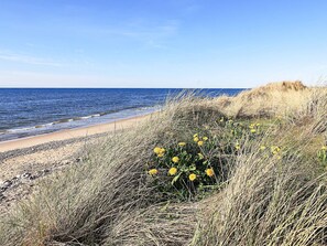 Une plage avec un ciel dégagé, un rivage sablonneux et des fleurs jaunes au premier plan.