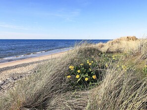 Une plage avec un ciel dégagé, un rivage sablonneux et des fleurs jaunes au premier plan.