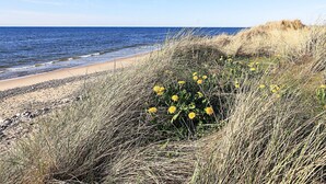 A beach with clear skies, a sandy shore, and yellow flowers in the foreground. - 4 Star Holiday Home in Hjorring (Hjørring)
