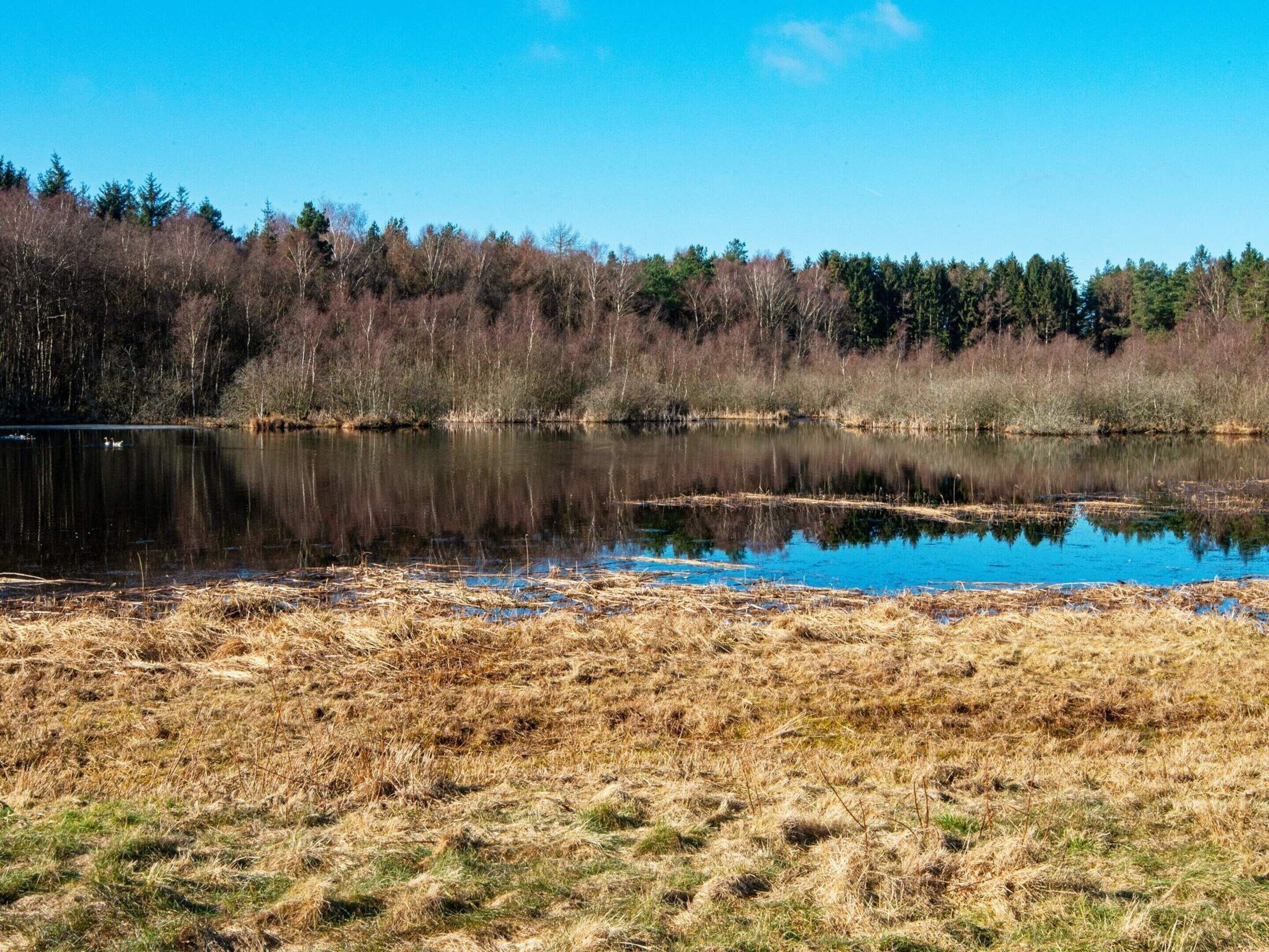 A serene landscape with a lake, dry grass, and a forest in the background.