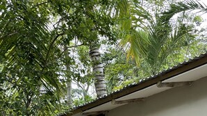 Unclassified image, 3 of 6, button - Charming Nosara  (Nosara)