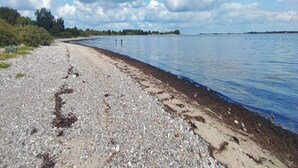 A pebbled beach with a clear sky and distant trees. - 4 Person Holiday Home in Haderslev (Haderslev)