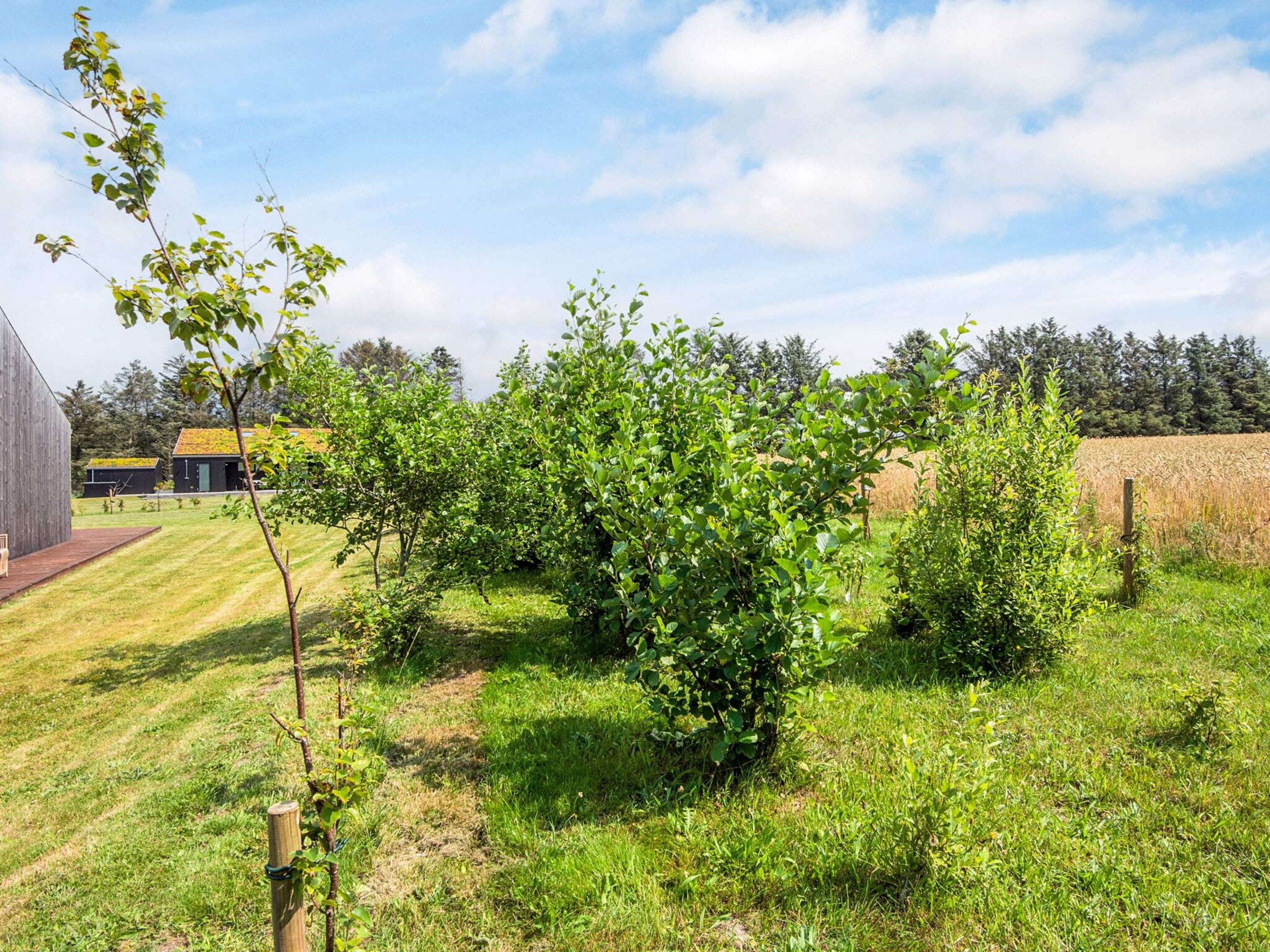 Een gazon met een kleine boom en een gebouw met een schuin dak.