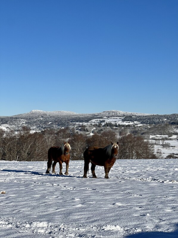 Two horses standing on a snow-covered field with a clear blue sky and a hilly landscape in the background. - Au bout d'un chemin, La Coustete (Saint-Front)