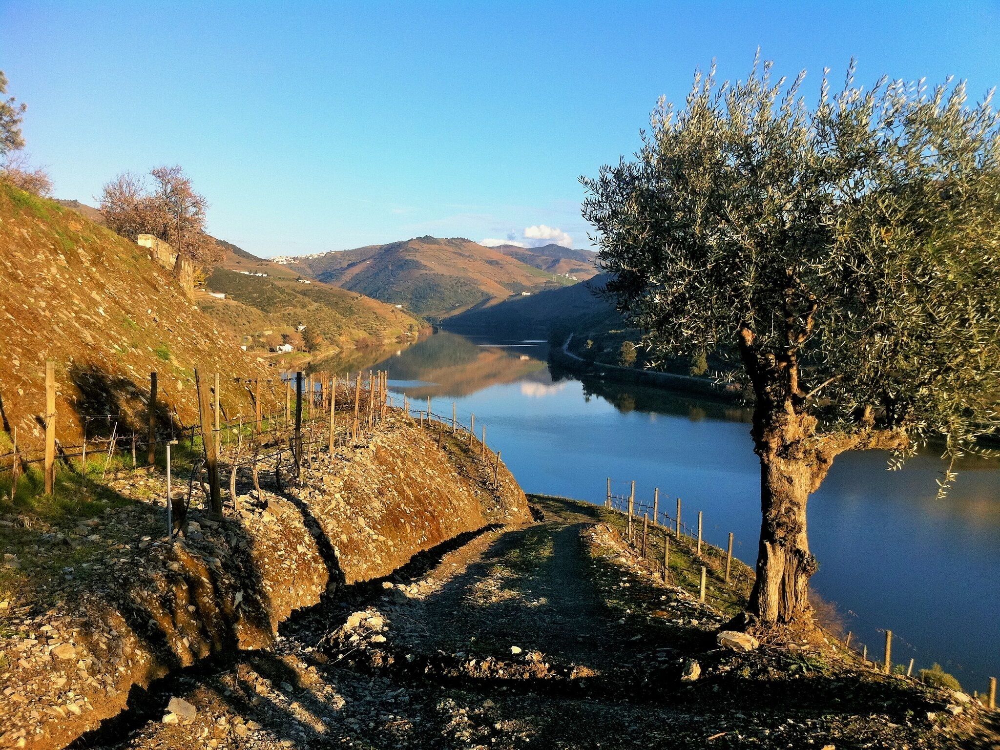 A rural landscape with a clear view of a river, a tree, and a fence.
