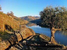 Un paisaje rural con vista despejada a un río, un árbol y una cerca.