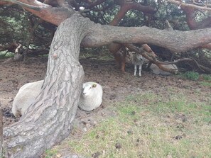 A tree with a large branch extending over a grassy area. - 5 Star Holiday Home in Vejby (Vejby)