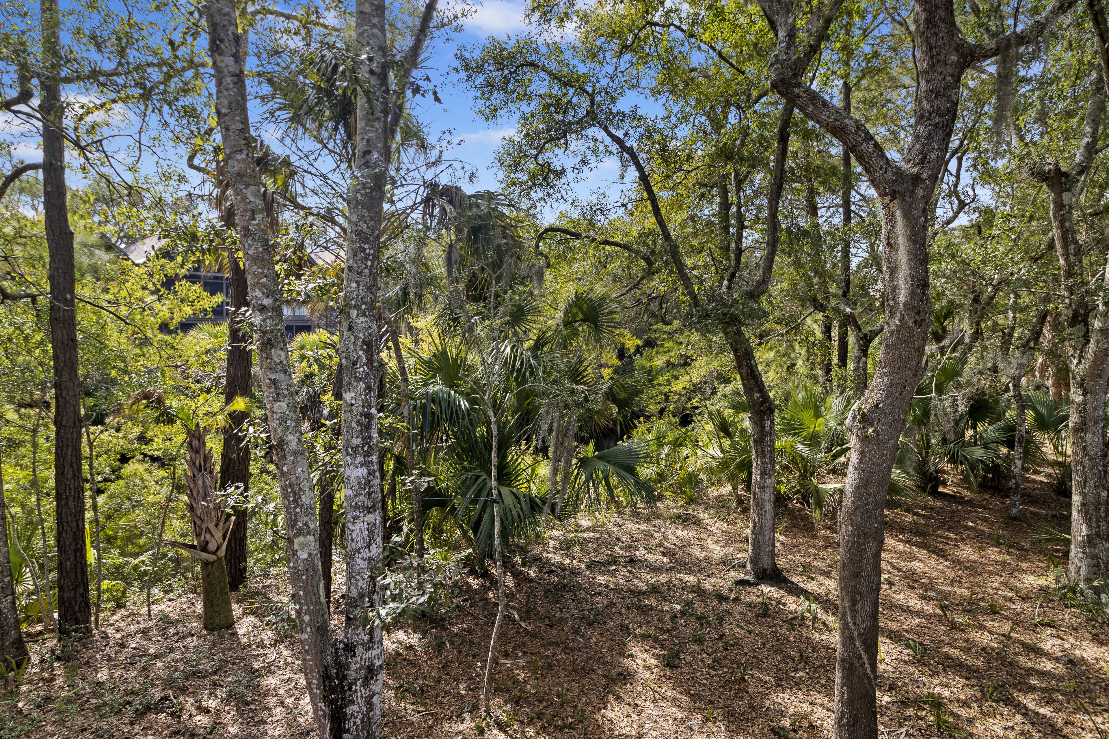 A dense forest with tall trees and a variety of undergrowth.