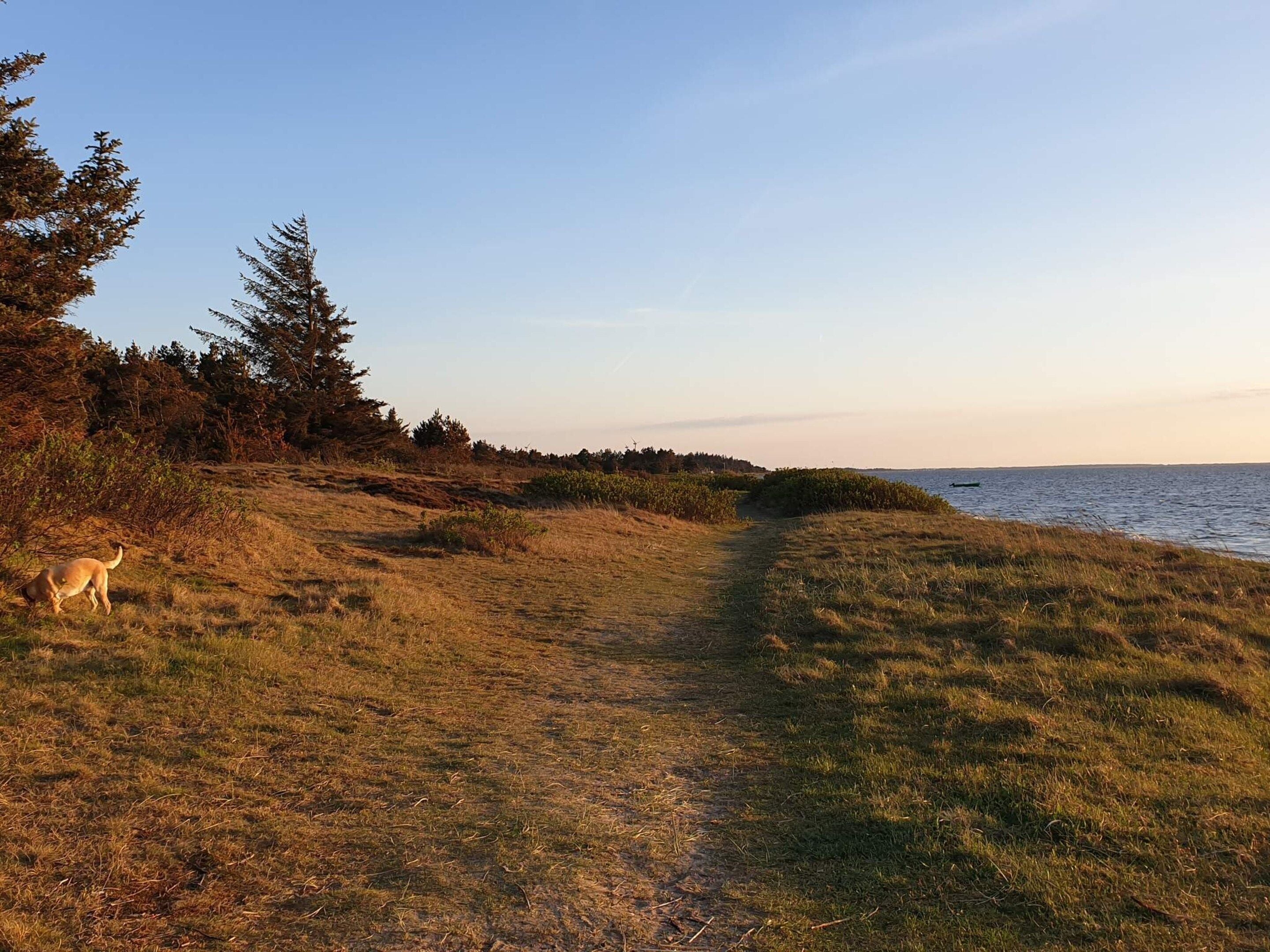 Ein grasbewachsener Pfad führt zu einem Gewässer, umgeben von Bäumen und Vegetation.