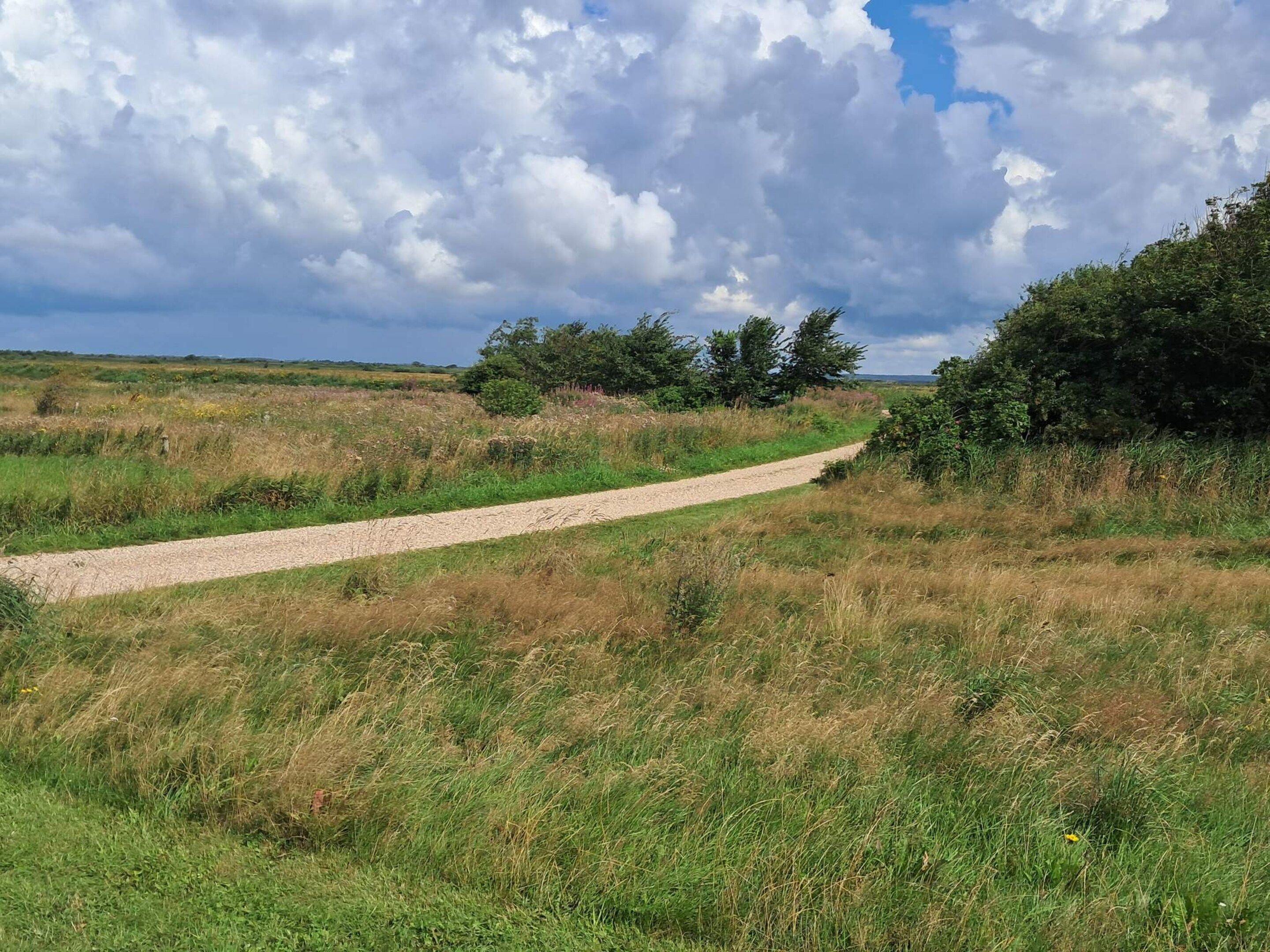 A gravel path in a grassy field with trees and bushes on either side.
